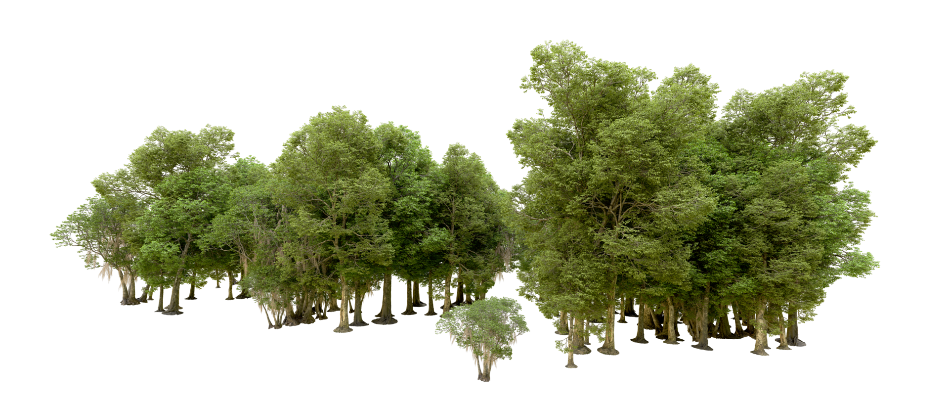 Green forest isolated on background. 3d rendering - illustration png