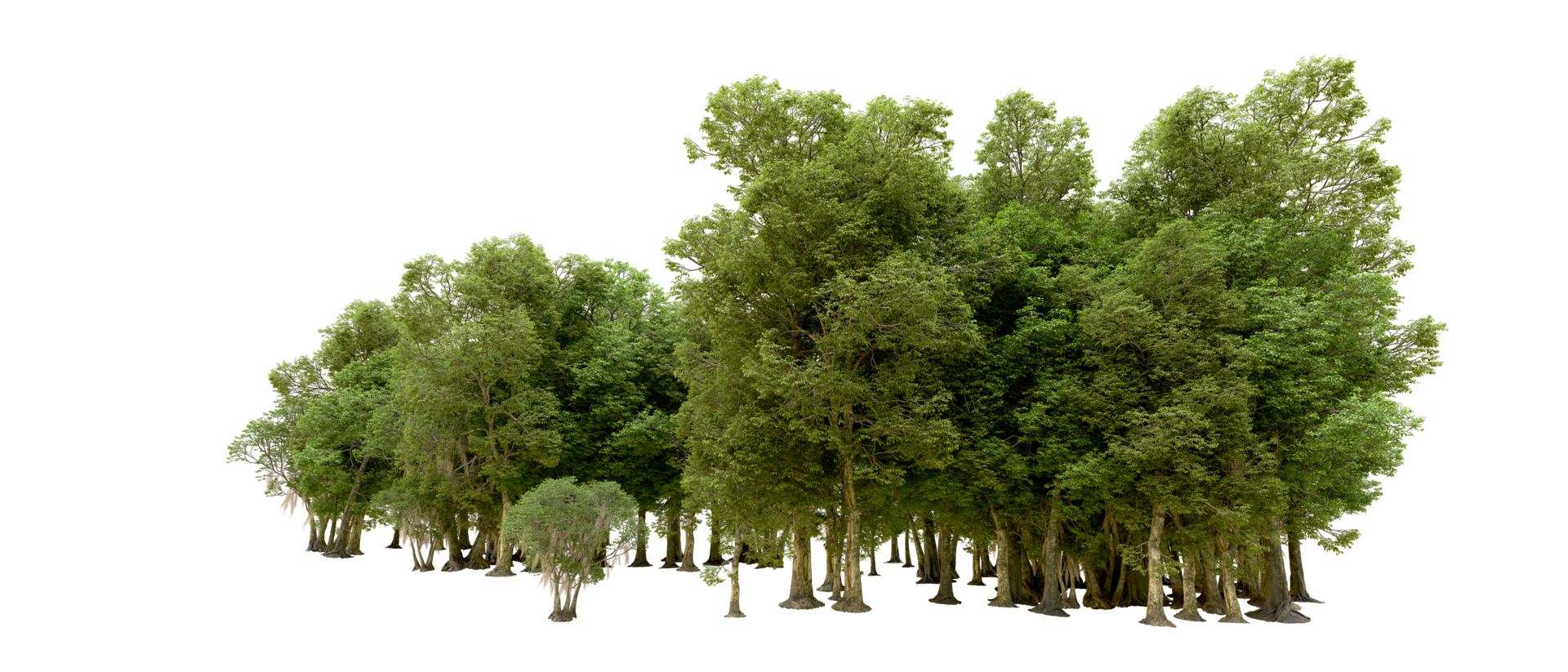 Green forest isolated on background. 3d rendering - illustration png