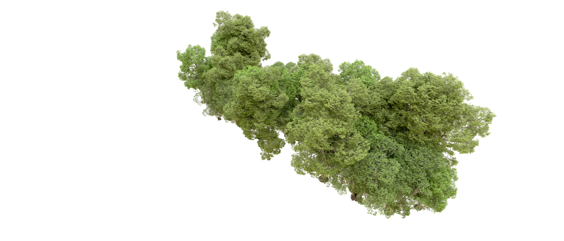 Green forest isolated on background. 3d rendering - illustration png