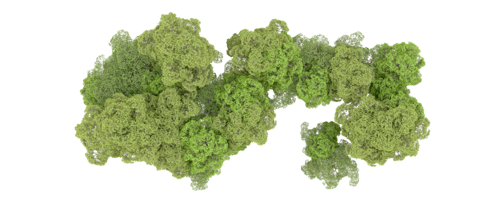 Green forest isolated on background. 3d rendering - illustration png