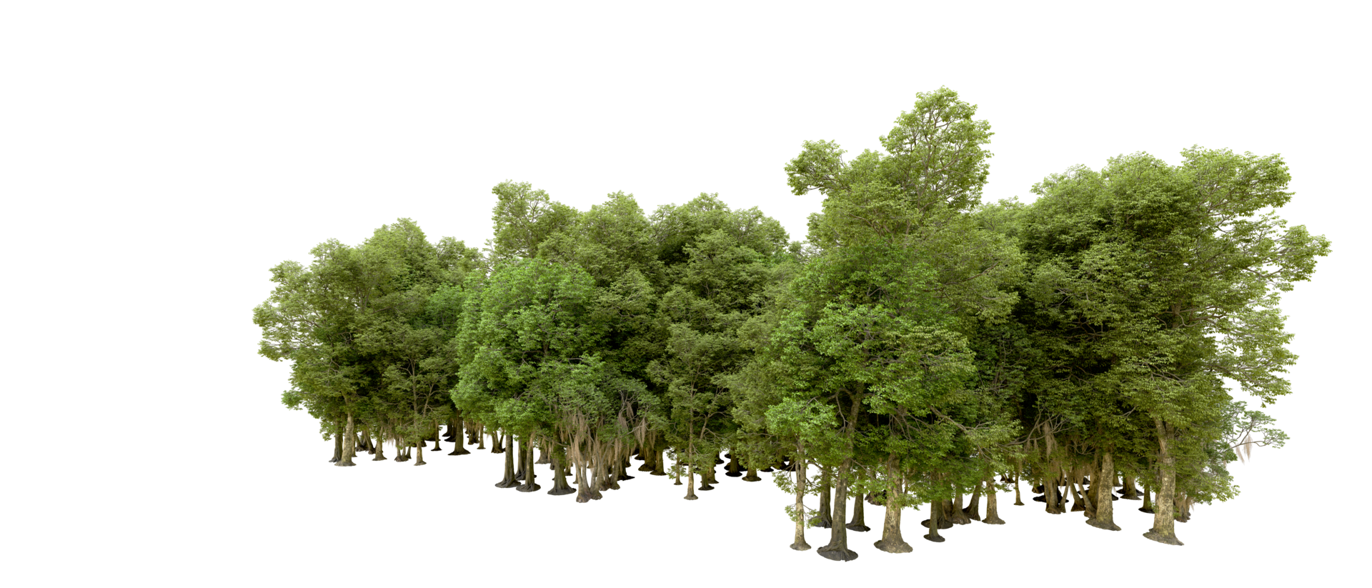 Green forest isolated on background. 3d rendering - illustration png
