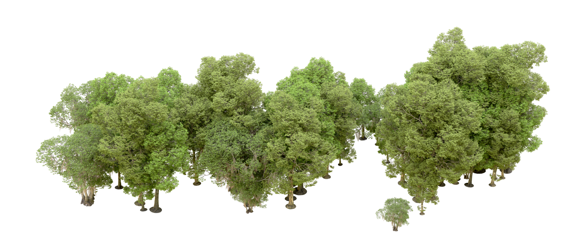 Green forest isolated on background. 3d rendering - illustration png
