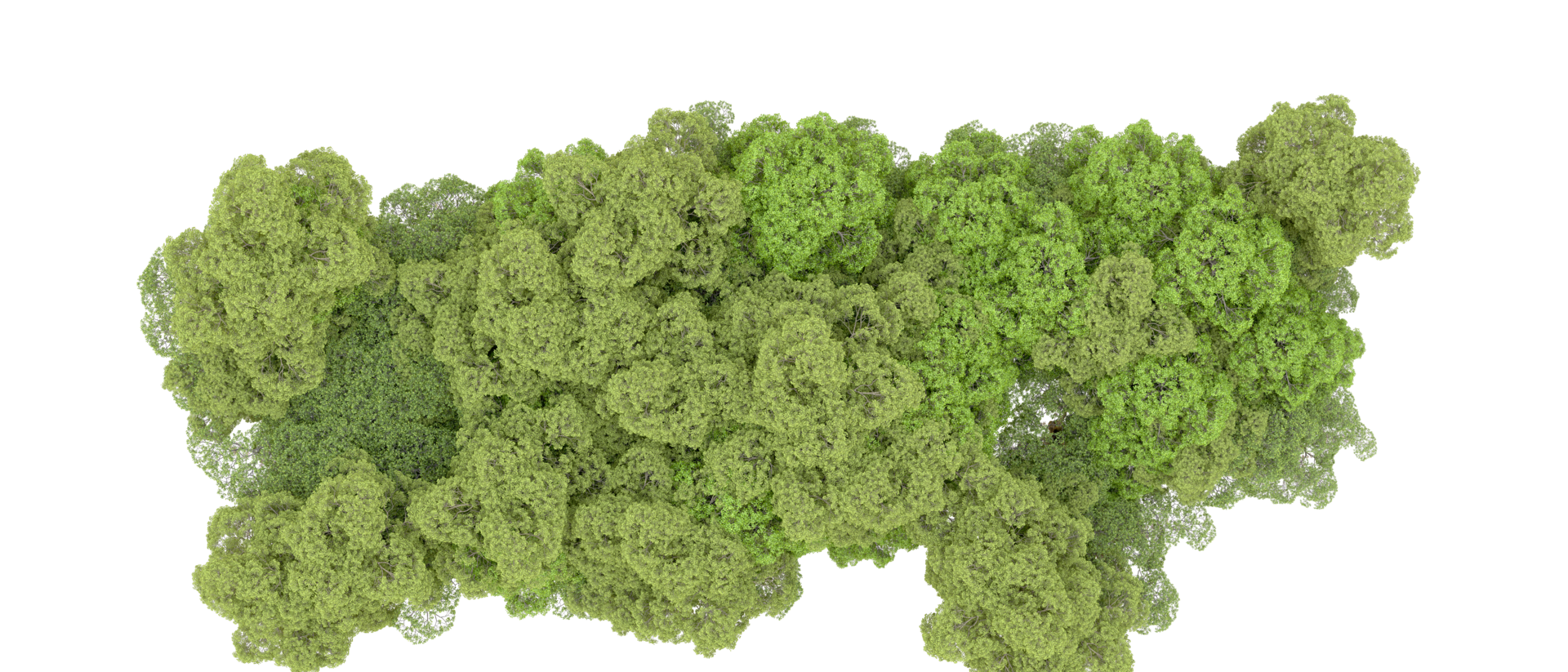 Green forest isolated on background. 3d rendering - illustration png