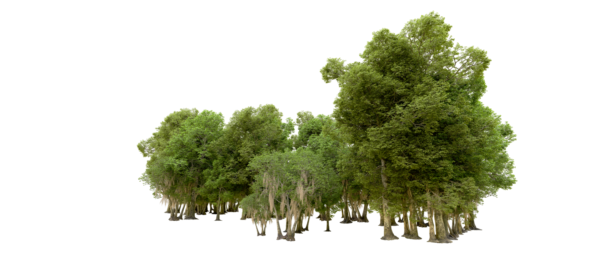Green forest isolated on background. 3d rendering - illustration png