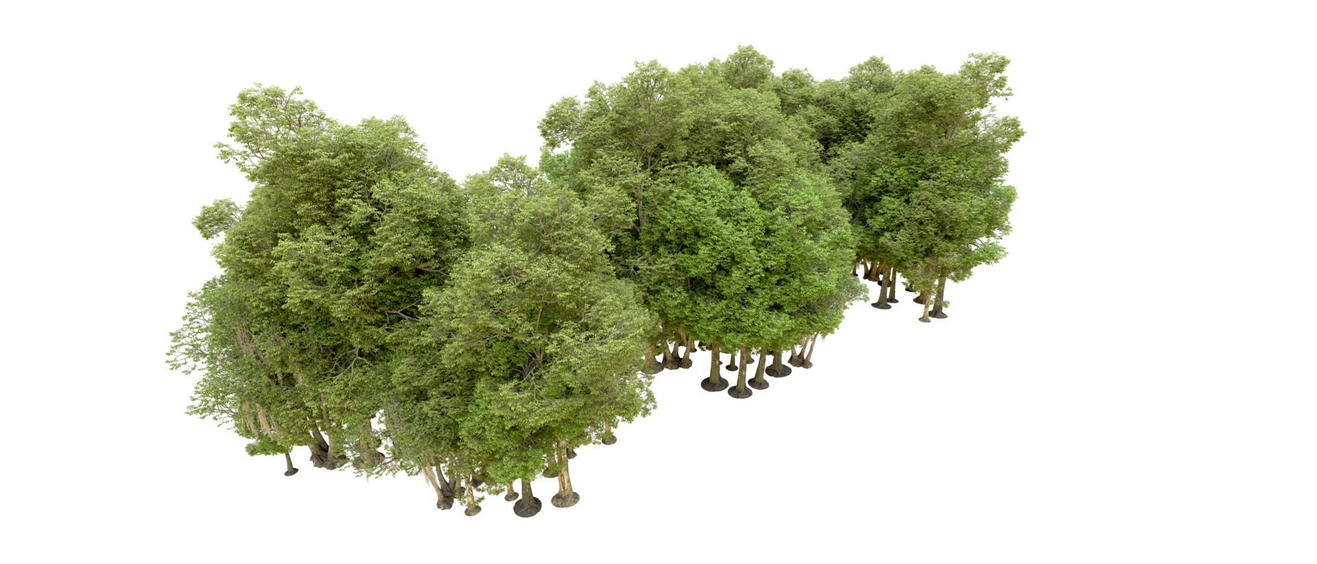 Green forest isolated on background. 3d rendering - illustration png