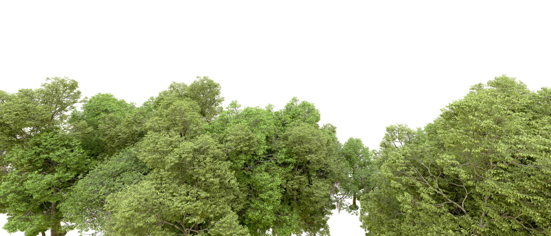 vert forêt isolé sur Contexte. 3d le rendu - illustration png