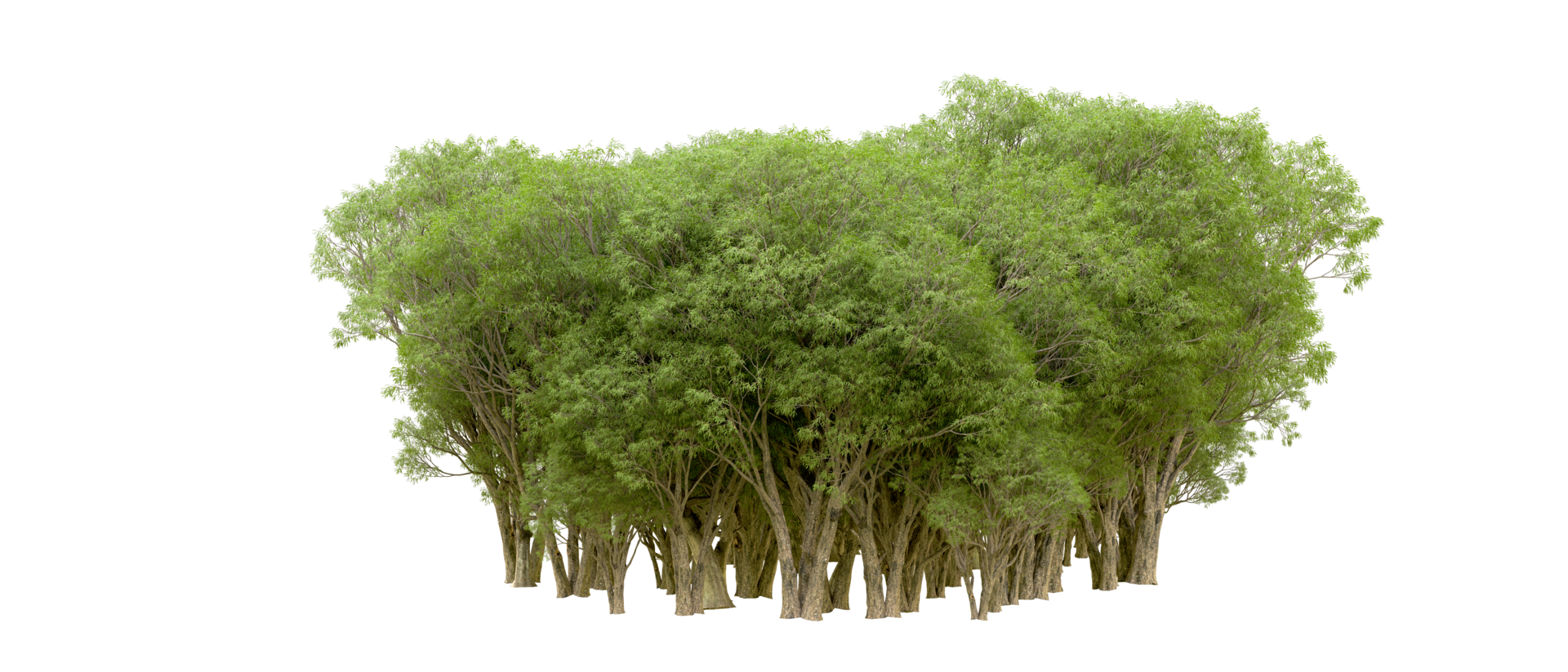 Green forest isolated on background. 3d rendering - illustration png
