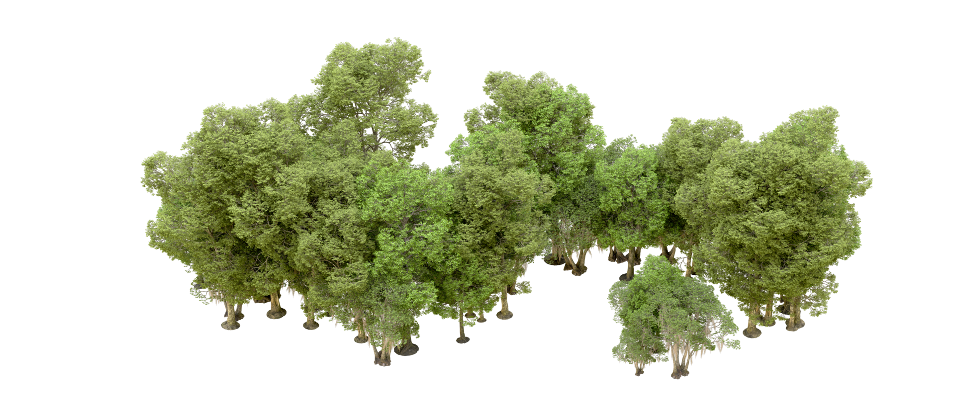 Green forest isolated on background. 3d rendering - illustration png