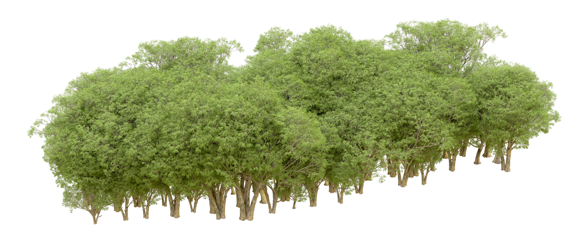 Green forest isolated on background. 3d rendering - illustration png