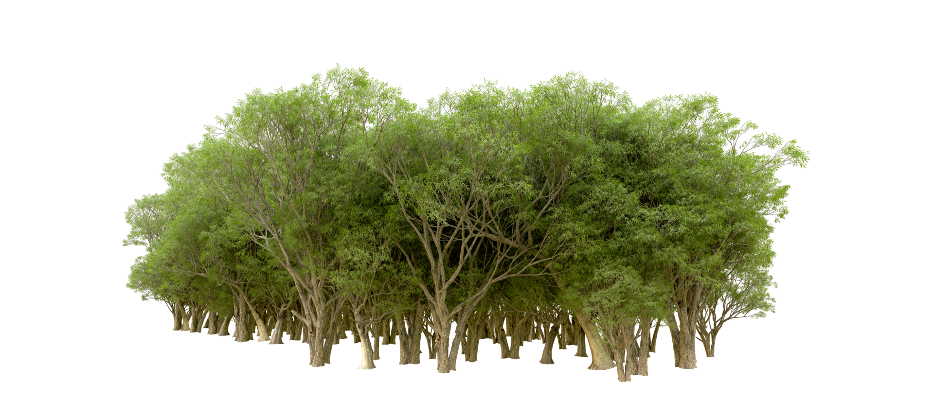 Green forest isolated on background. 3d rendering - illustration png
