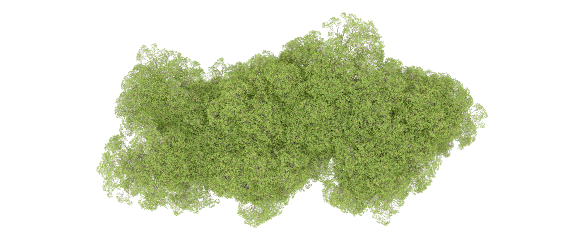 Green forest isolated on background. 3d rendering - illustration png