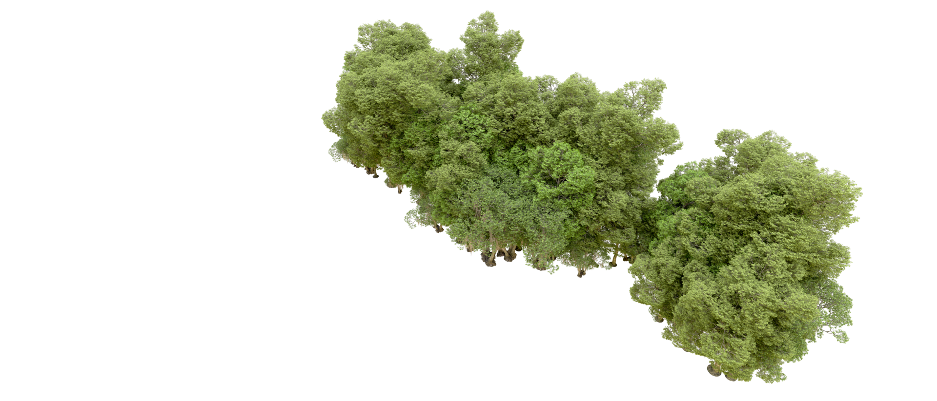 Green forest isolated on background. 3d rendering - illustration png