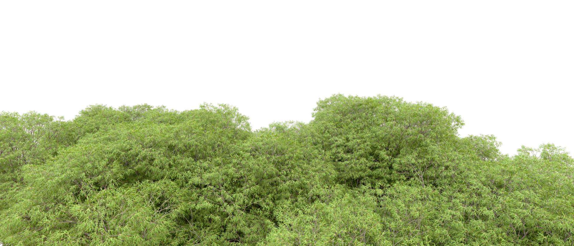 Green forest isolated on background. 3d rendering - illustration png