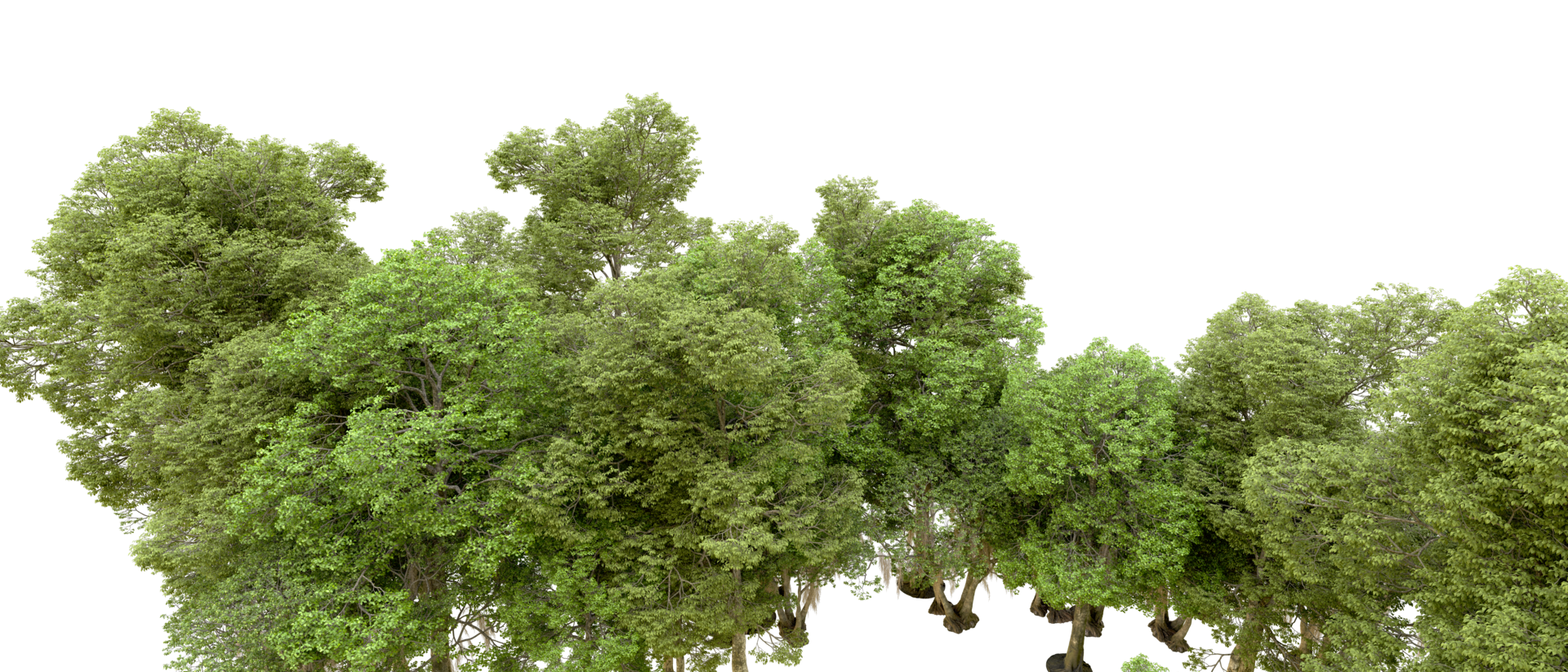 Green forest isolated on background. 3d rendering - illustration png