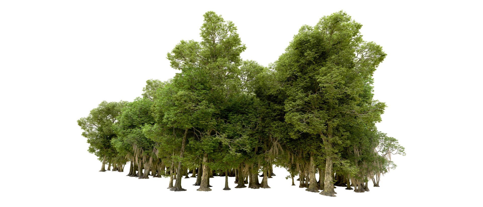 Green forest isolated on background. 3d rendering - illustration png
