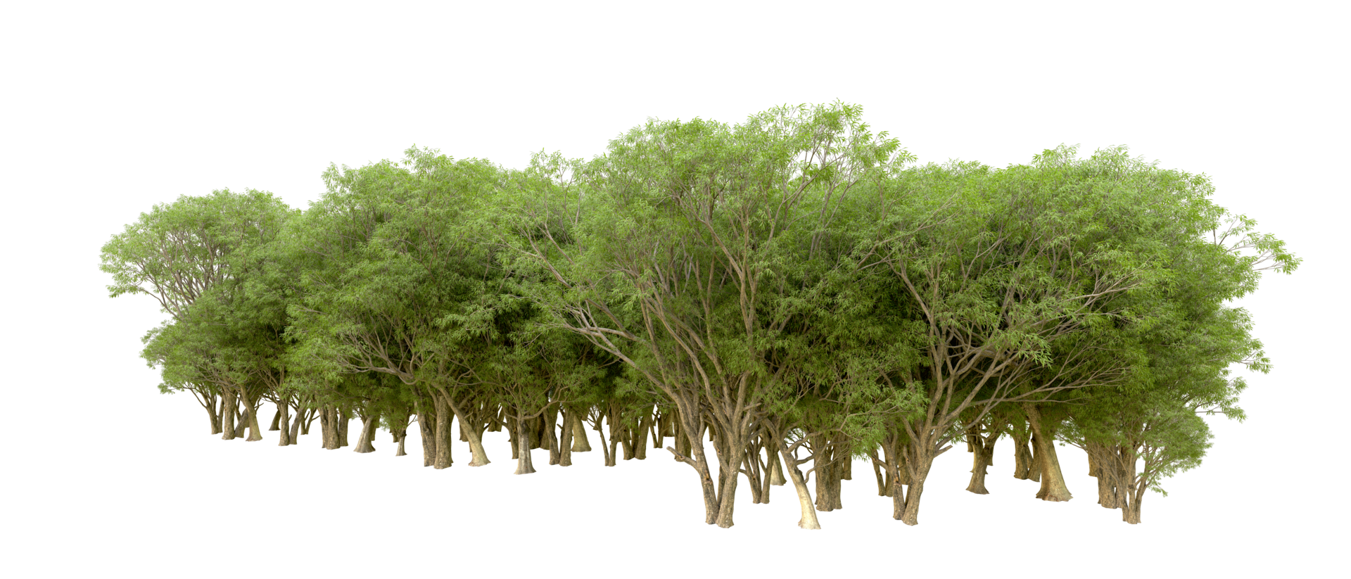 Green forest isolated on background. 3d rendering - illustration png