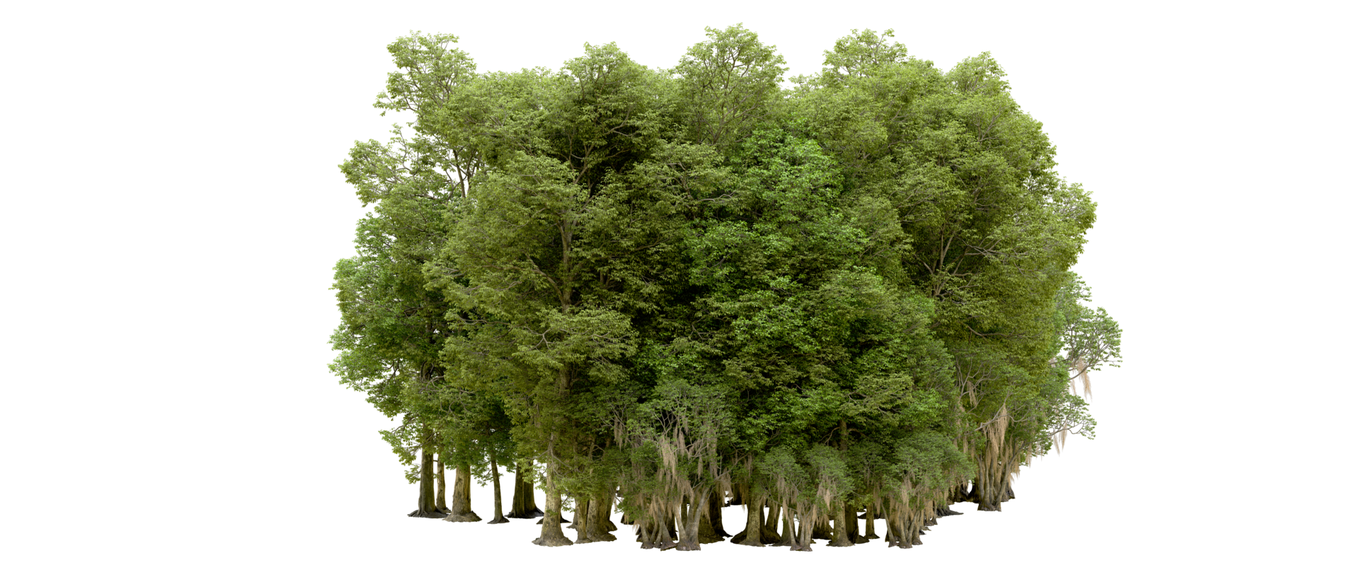 Green forest isolated on background. 3d rendering - illustration png