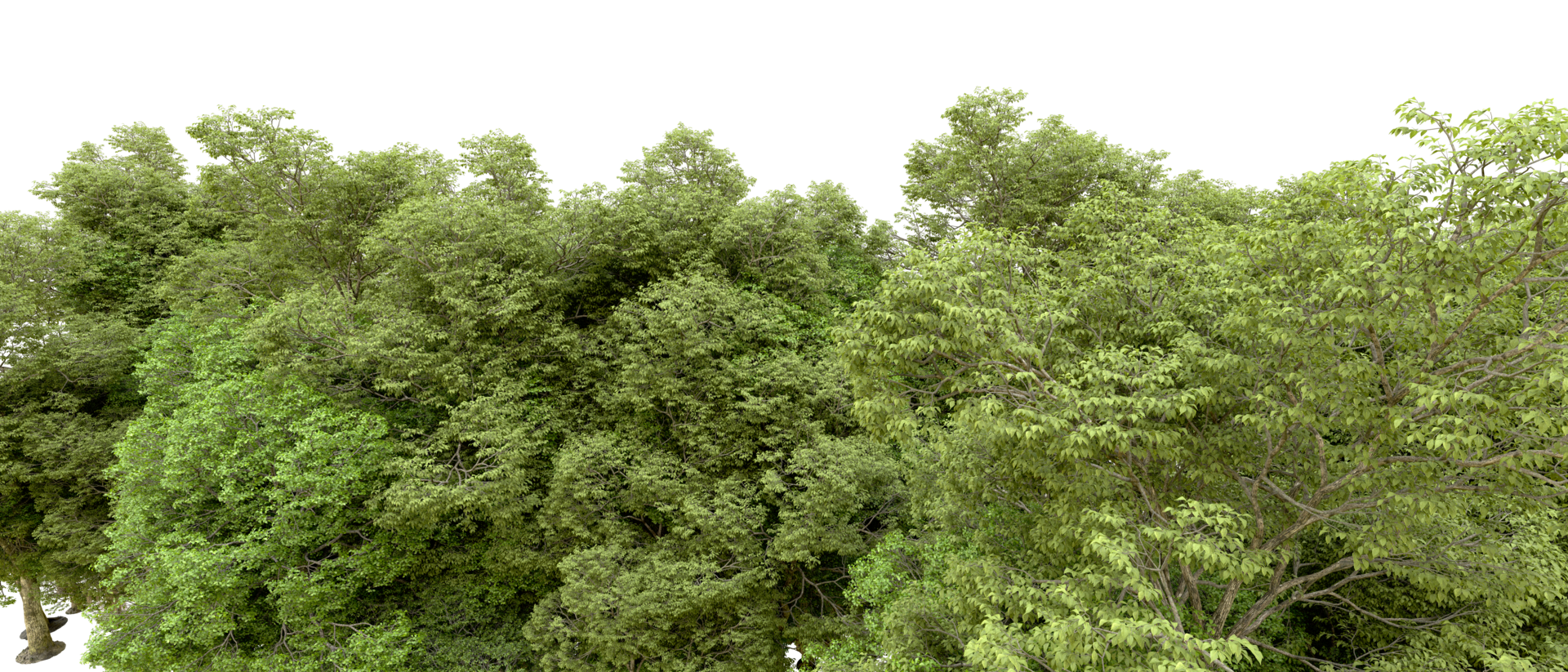 Green forest isolated on background. 3d rendering - illustration png