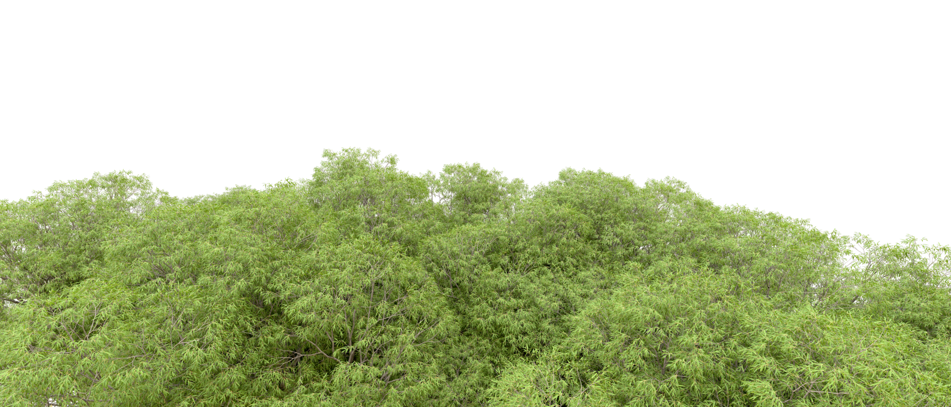 Green forest isolated on background. 3d rendering - illustration png