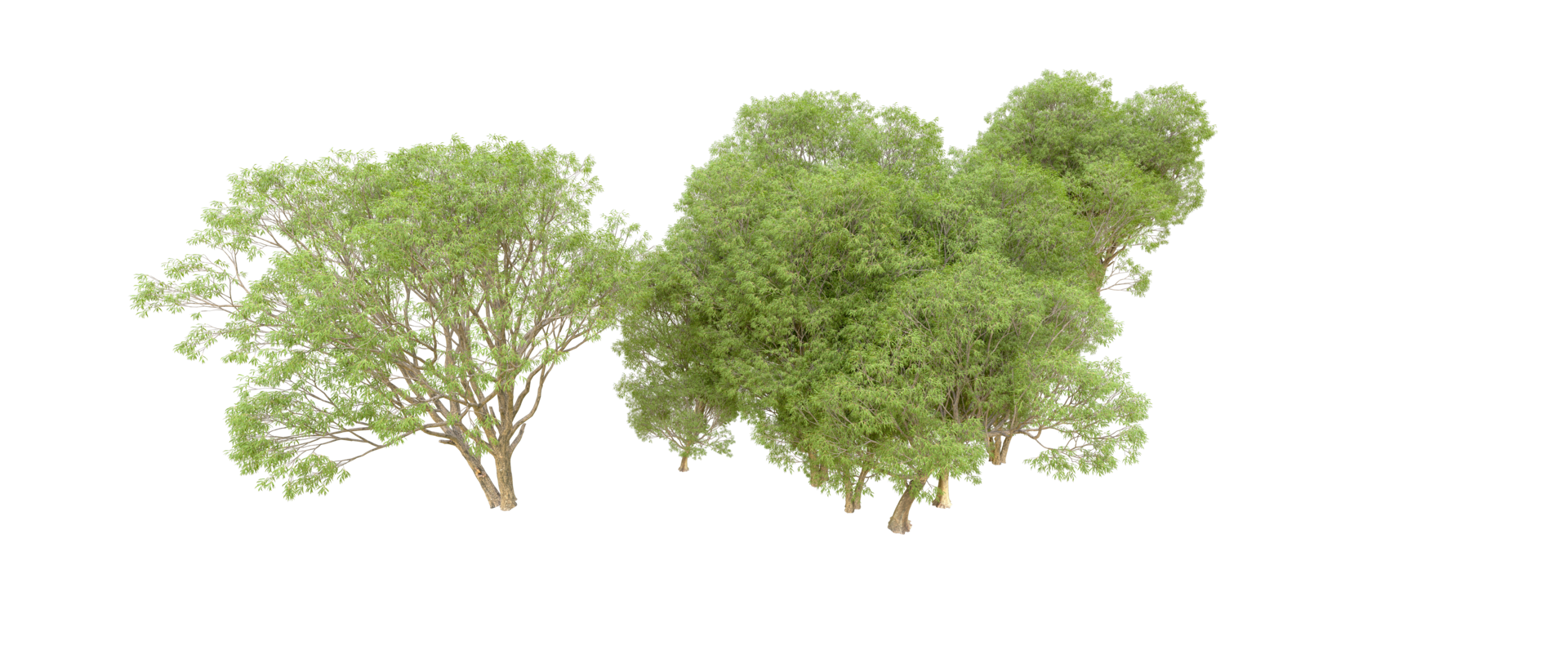 Green forest isolated on background. 3d rendering - illustration png