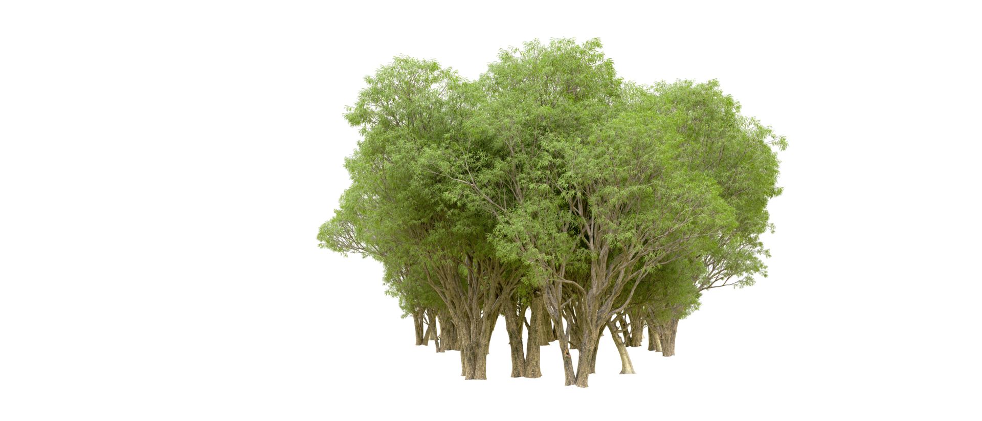 Green forest isolated on background. 3d rendering - illustration png