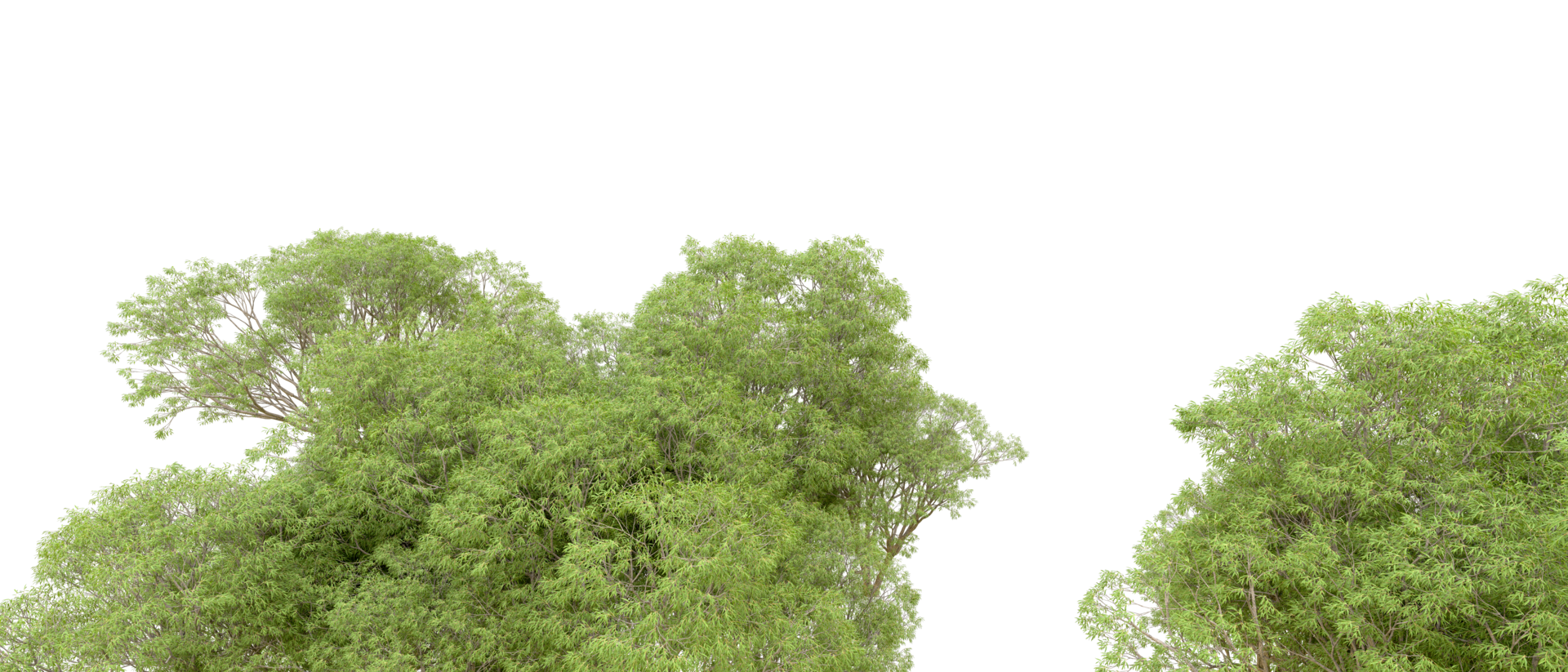 Green forest isolated on background. 3d rendering - illustration png