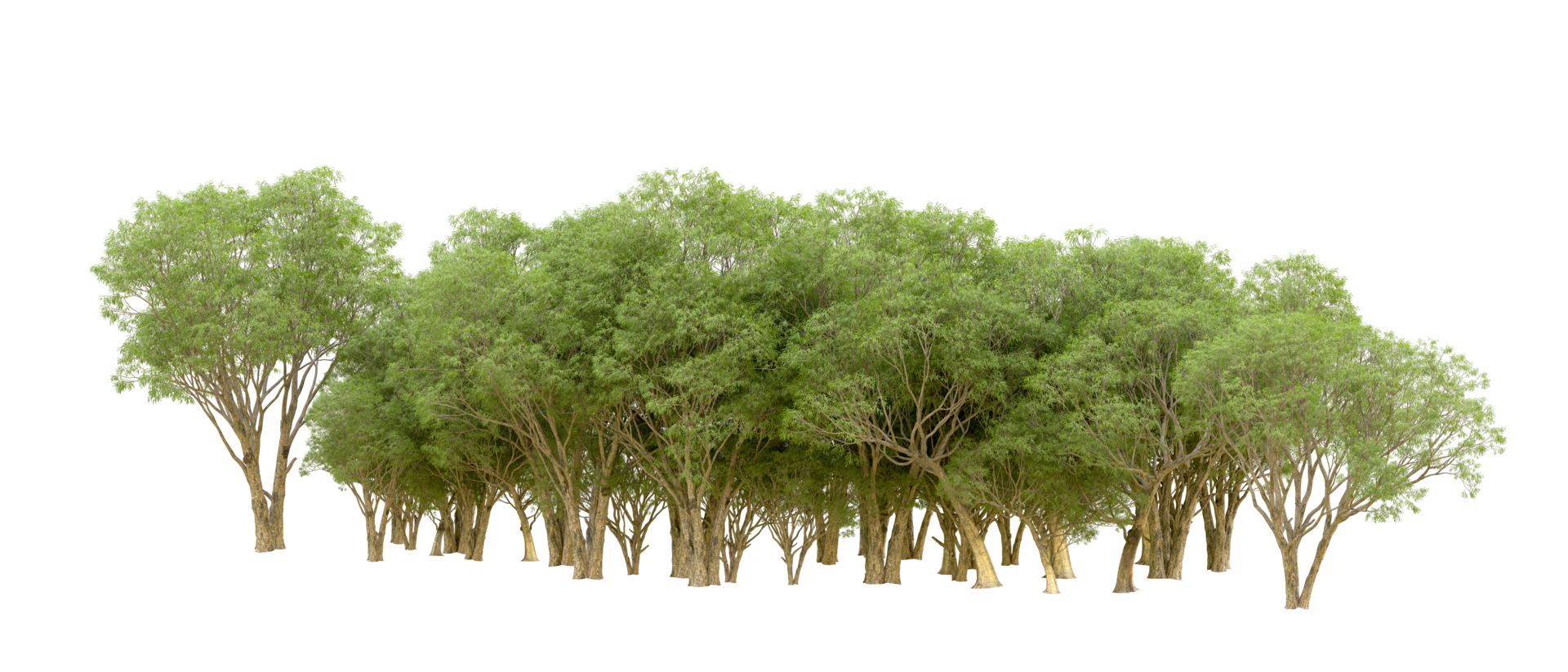 Green forest isolated on background. 3d rendering - illustration png
