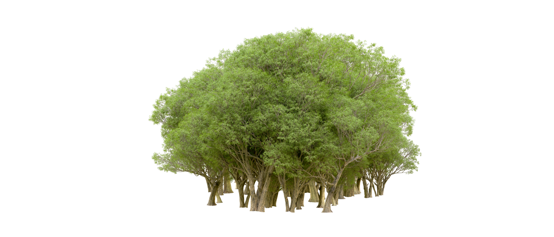 Green forest isolated on background. 3d rendering - illustration png