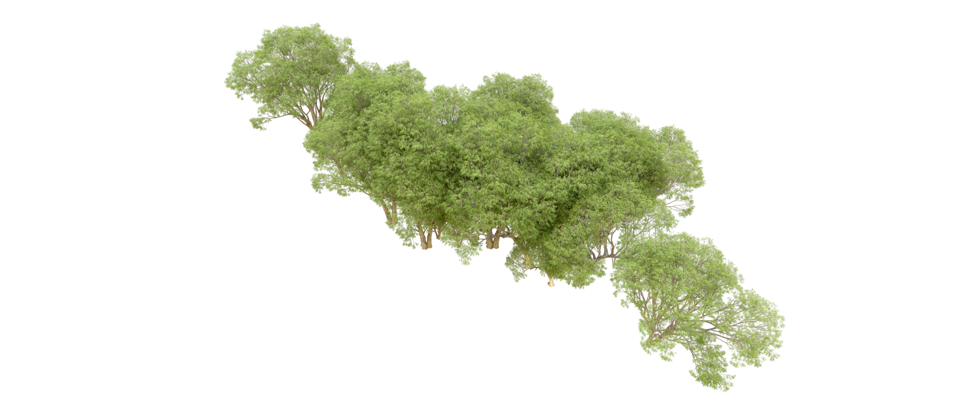 Green forest isolated on background. 3d rendering - illustration png