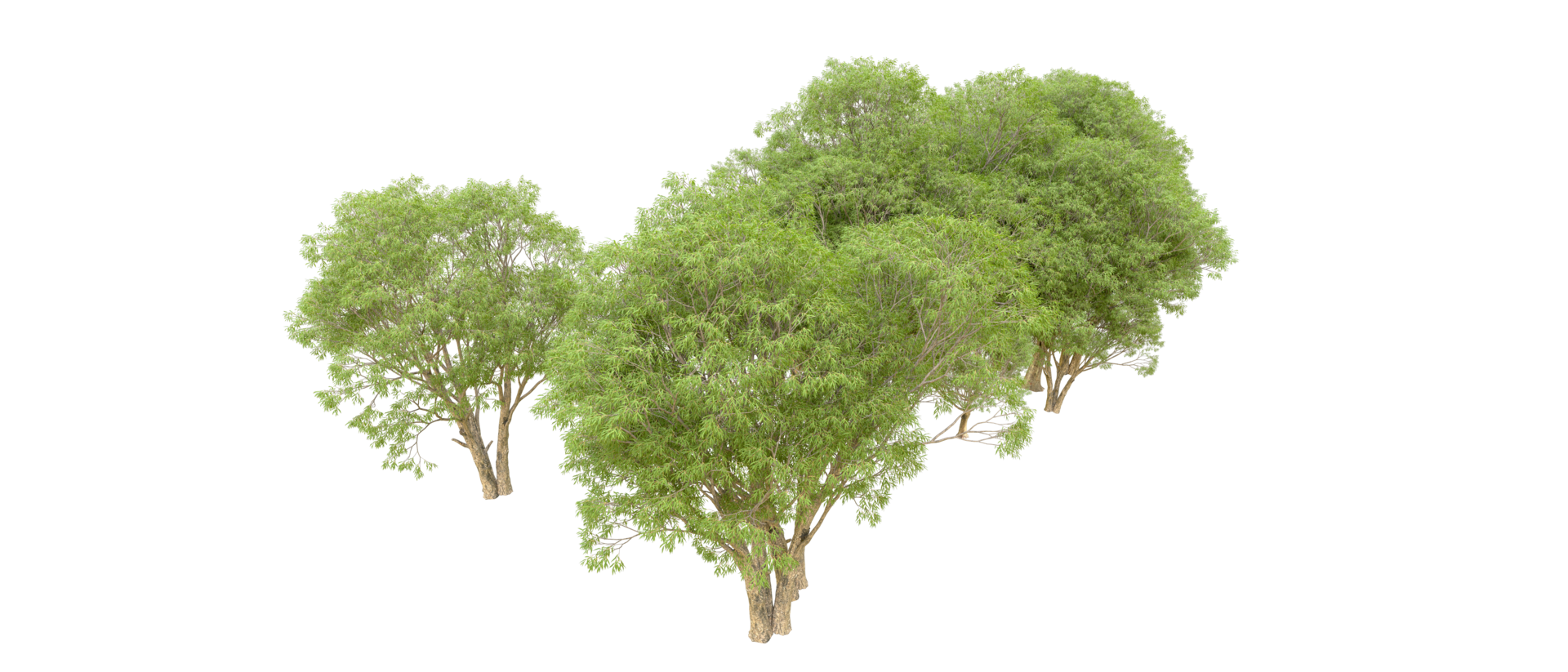 Green forest isolated on background. 3d rendering - illustration png