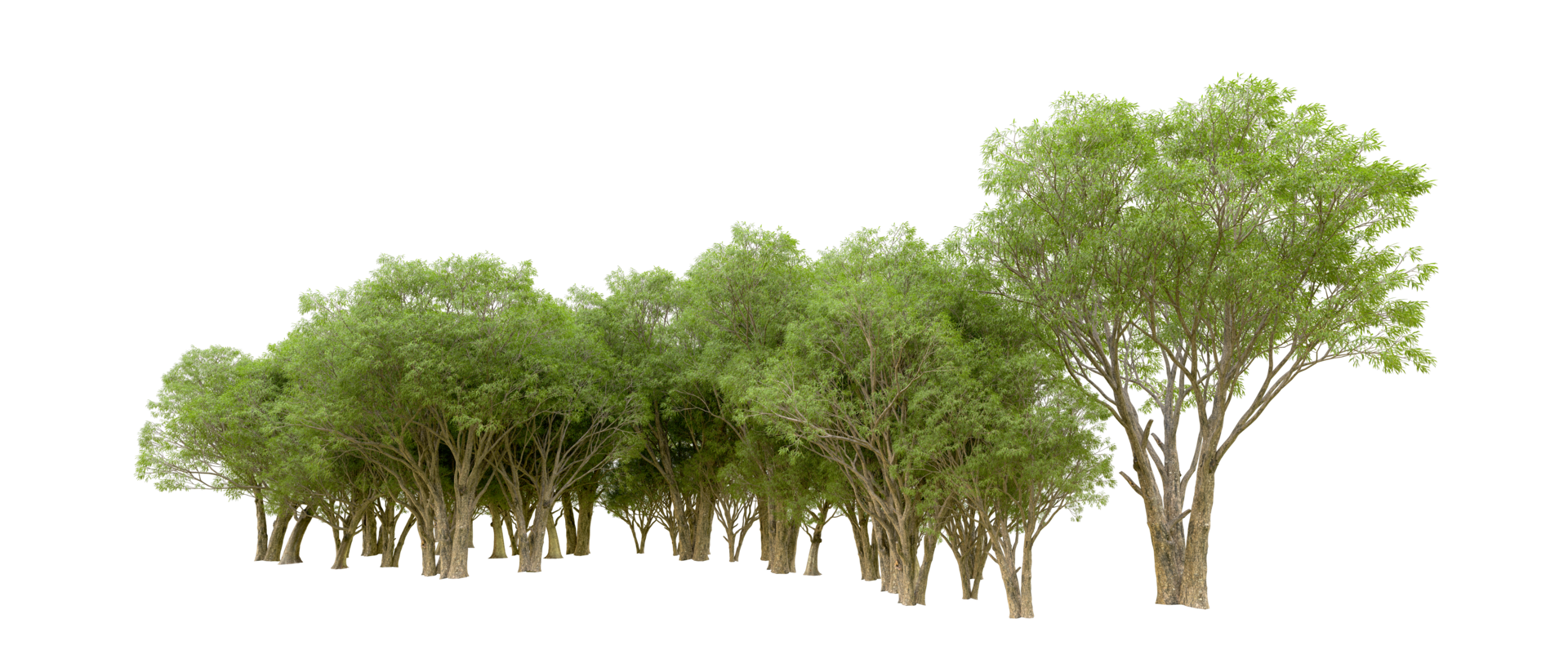Green forest isolated on background. 3d rendering - illustration png