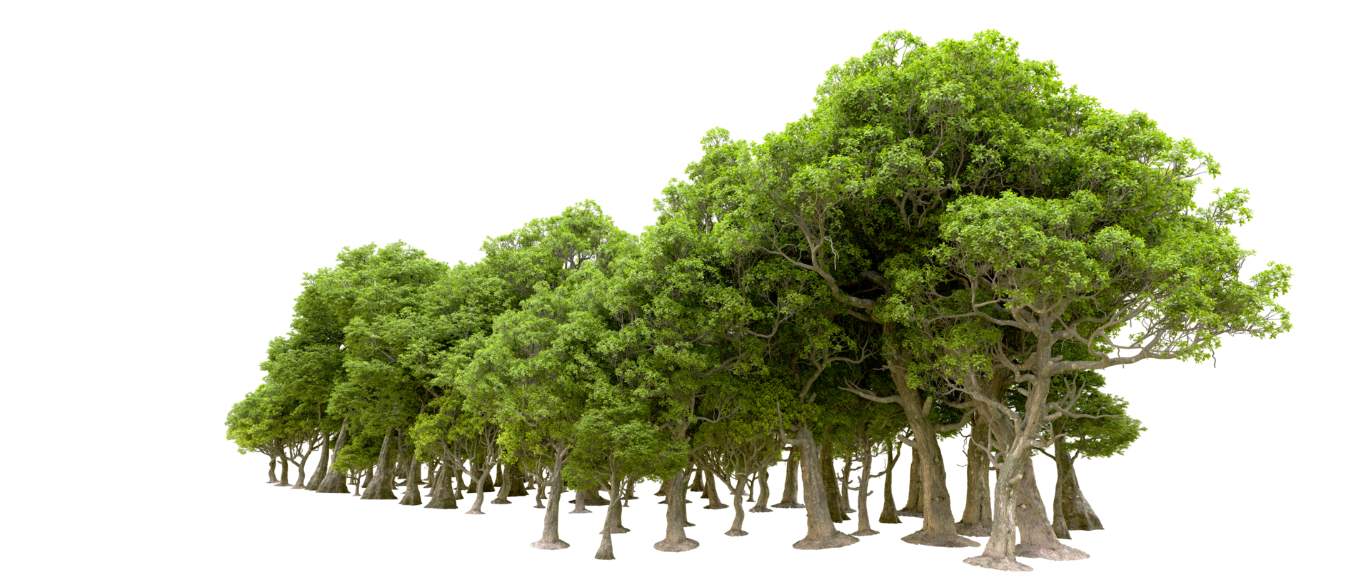 Green forest isolated on background. 3d rendering - illustration png