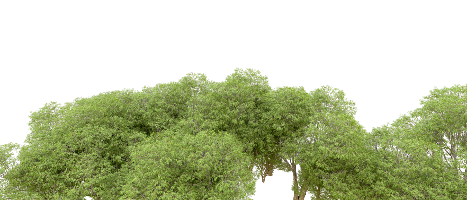Green forest isolated on background. 3d rendering - illustration png