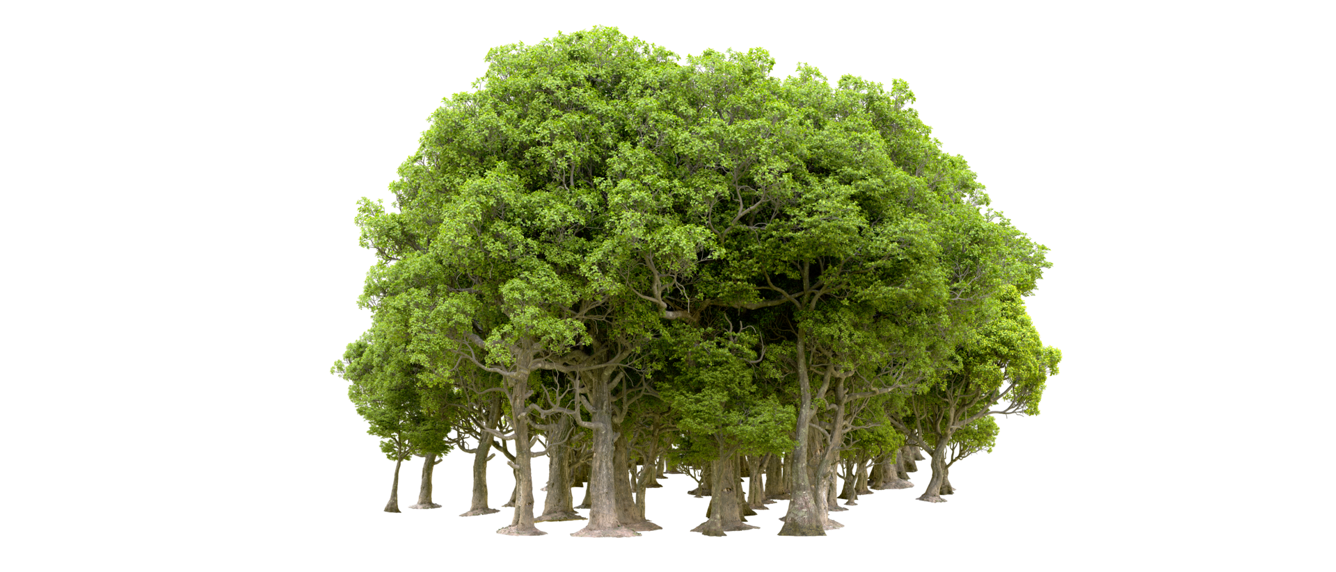 Green forest isolated on background. 3d rendering - illustration png