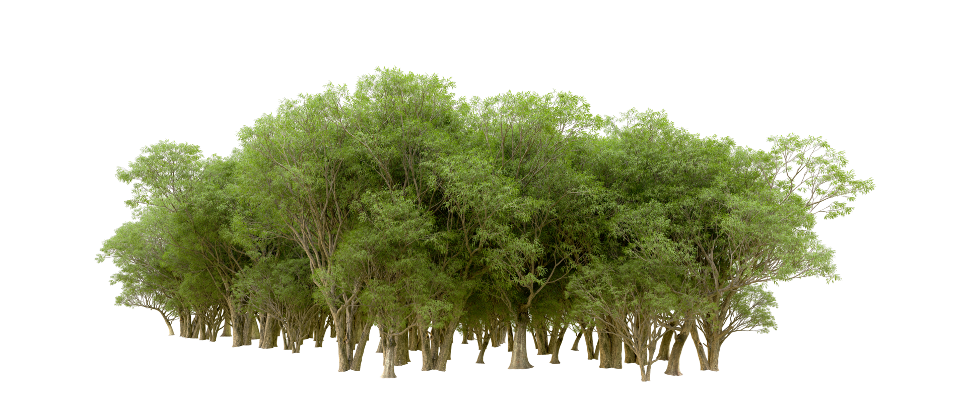 Green forest isolated on background. 3d rendering - illustration png