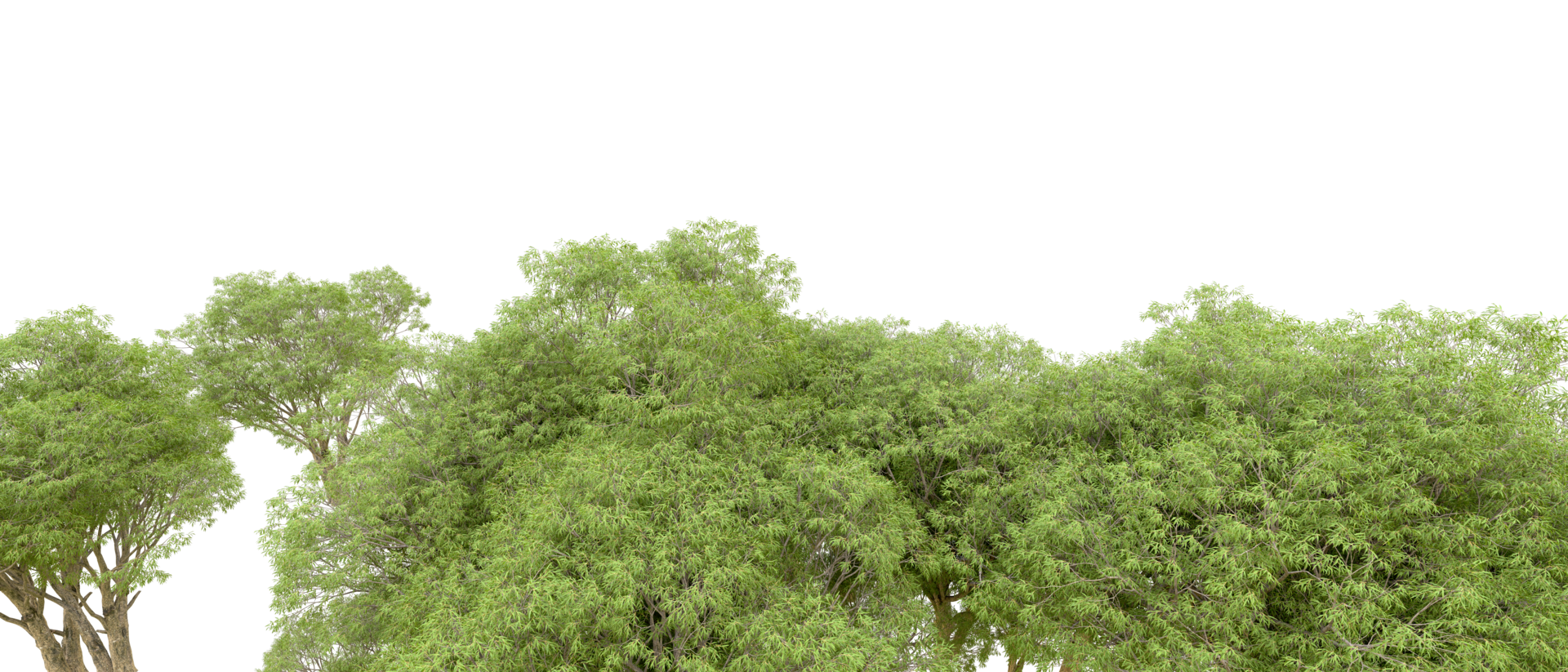 Green forest isolated on background. 3d rendering - illustration png