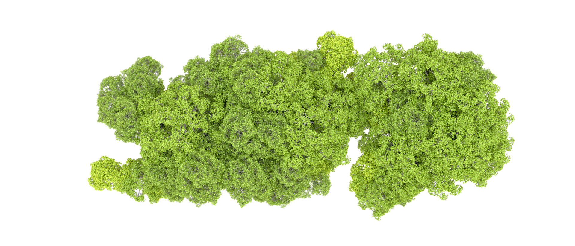 Green forest isolated on background. 3d rendering - illustration png