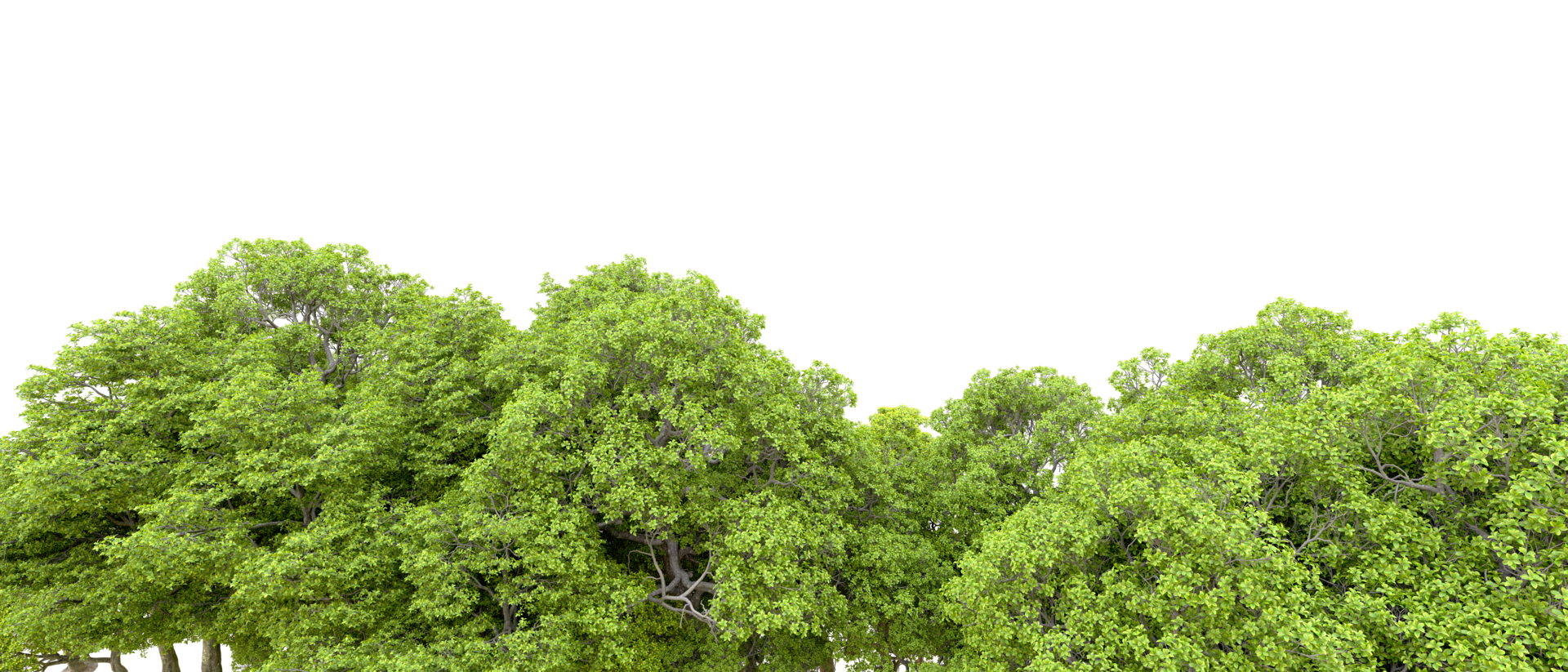 Green forest isolated on background. 3d rendering - illustration png