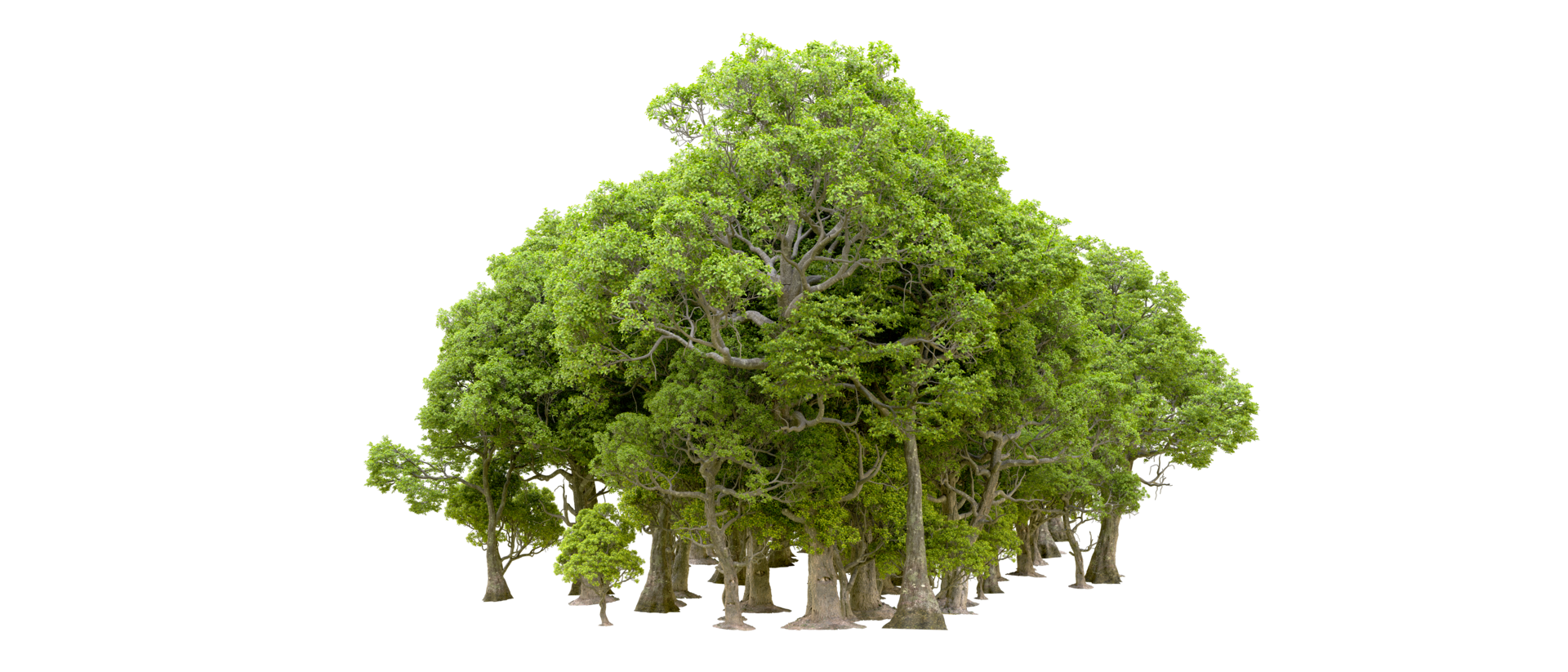 Green forest isolated on background. 3d rendering - illustration png