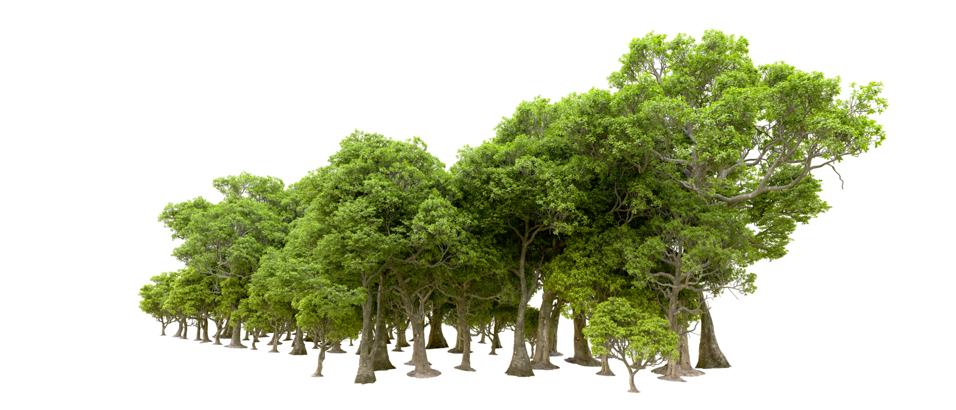 Green forest isolated on background. 3d rendering - illustration png