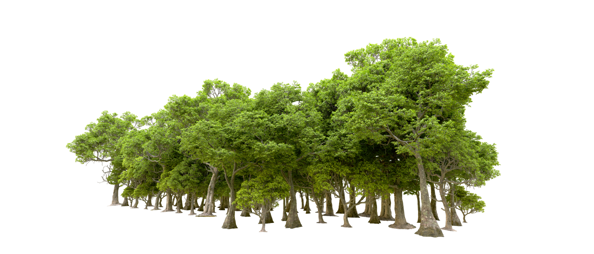 Green forest isolated on background. 3d rendering - illustration png