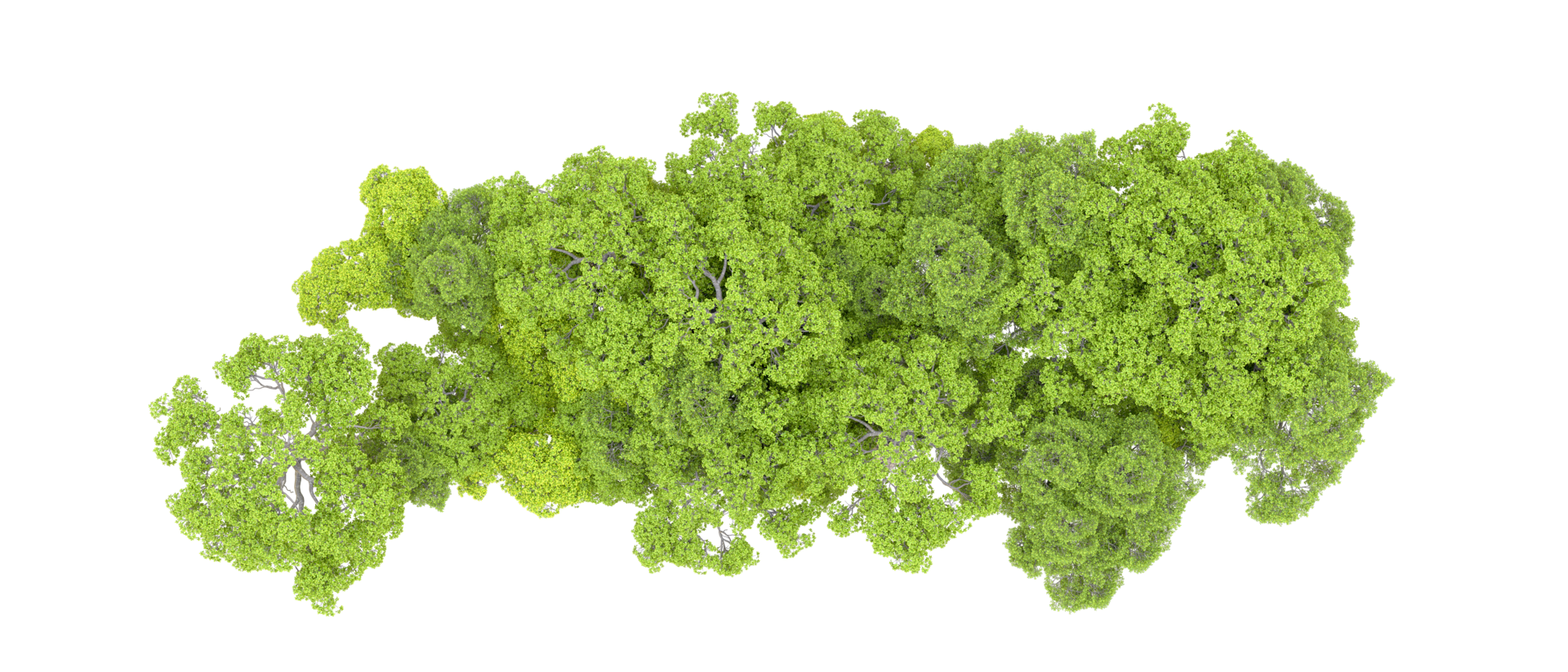 Green forest isolated on background. 3d rendering - illustration png