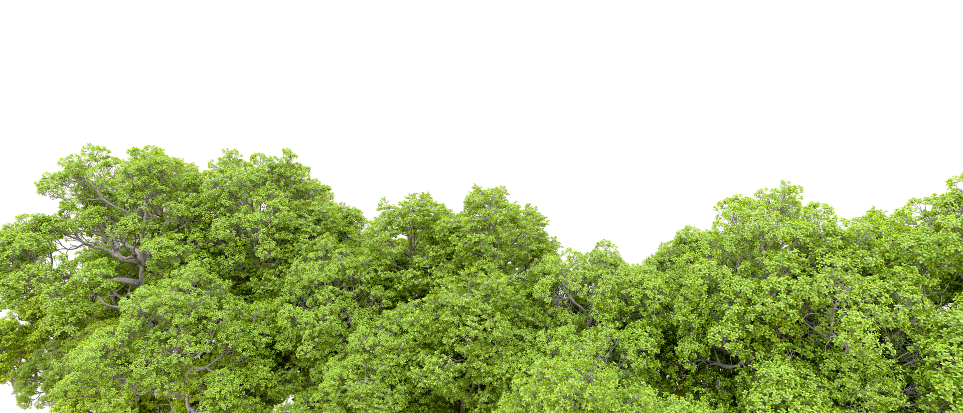 Green forest isolated on background. 3d rendering - illustration png