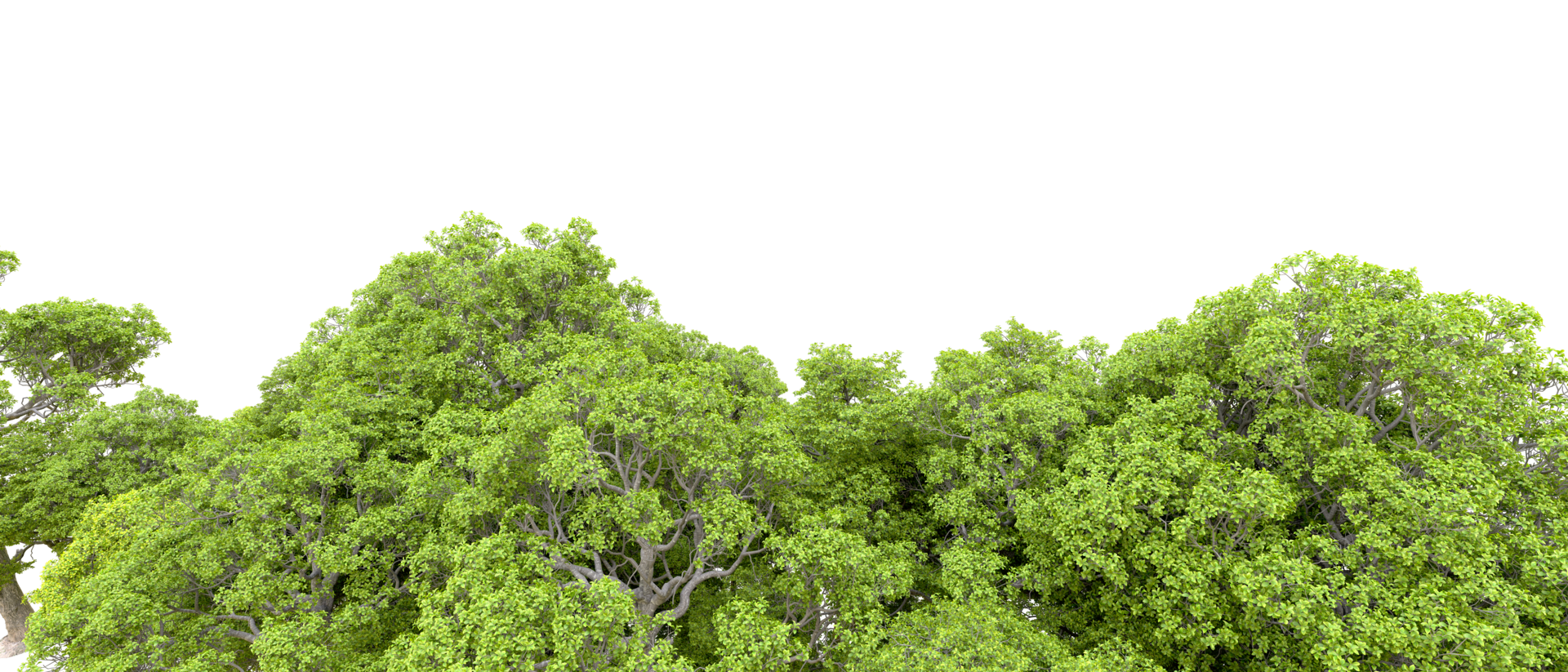Green forest isolated on background. 3d rendering - illustration png