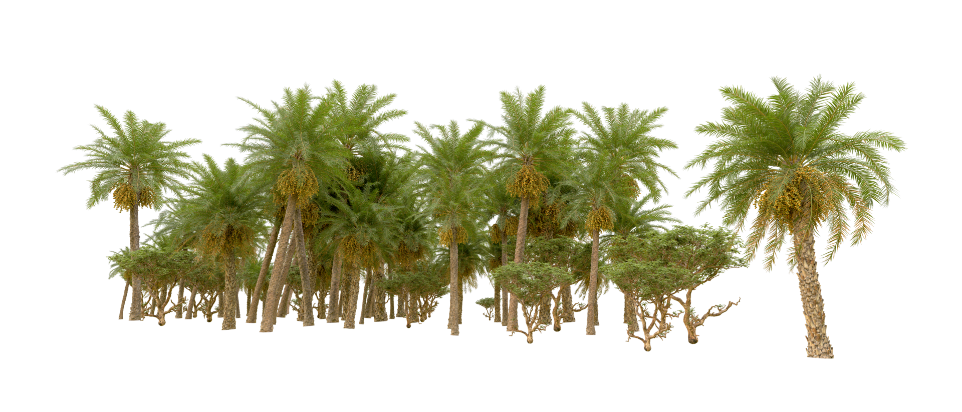 Green forest isolated on background. 3d rendering - illustration png