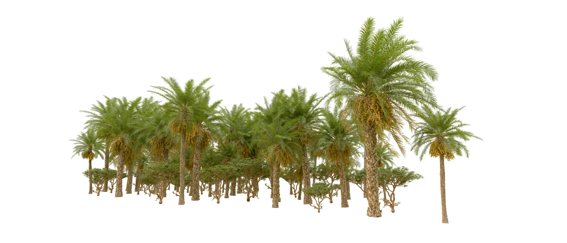 Green forest isolated on background. 3d rendering - illustration png