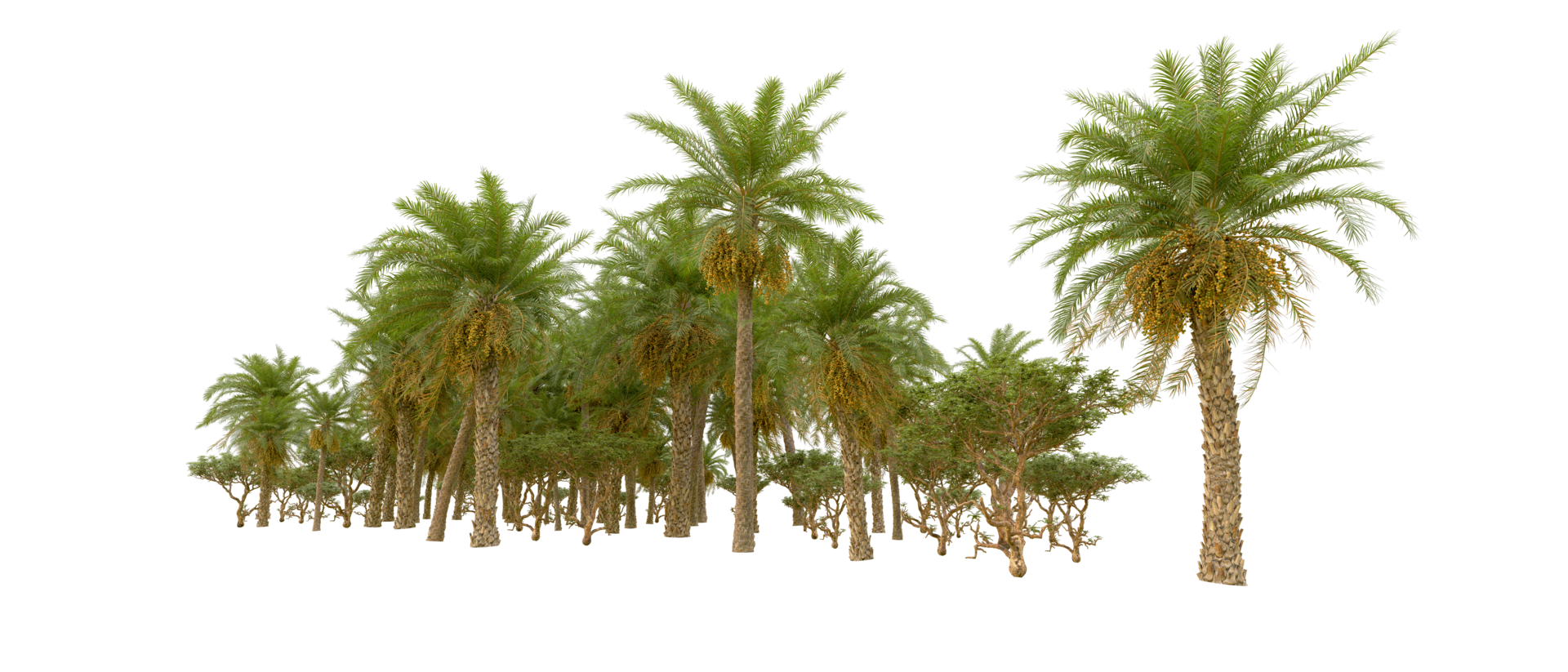 Green forest isolated on background. 3d rendering - illustration png