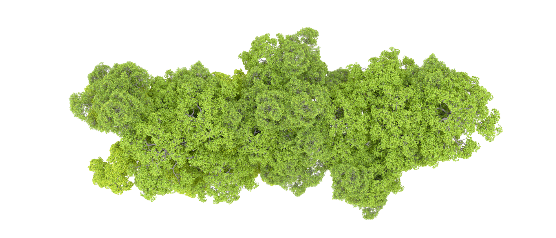 Green forest isolated on background. 3d rendering - illustration png
