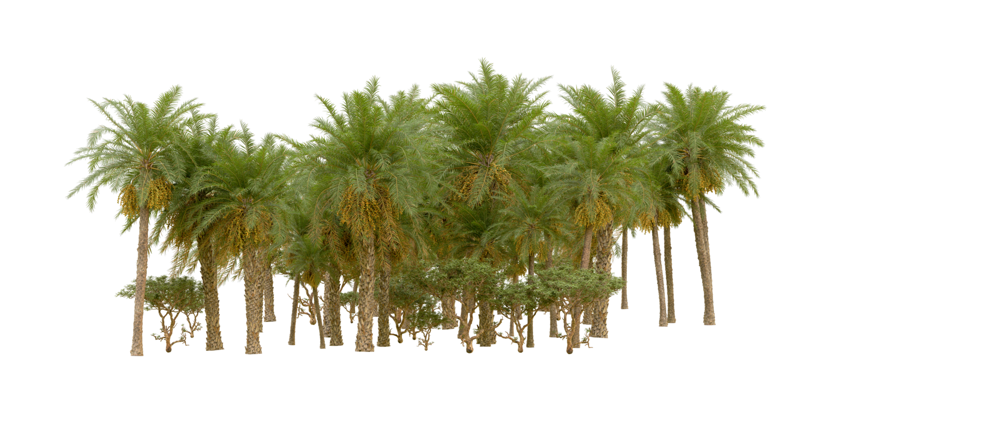 Green forest isolated on background. 3d rendering - illustration png