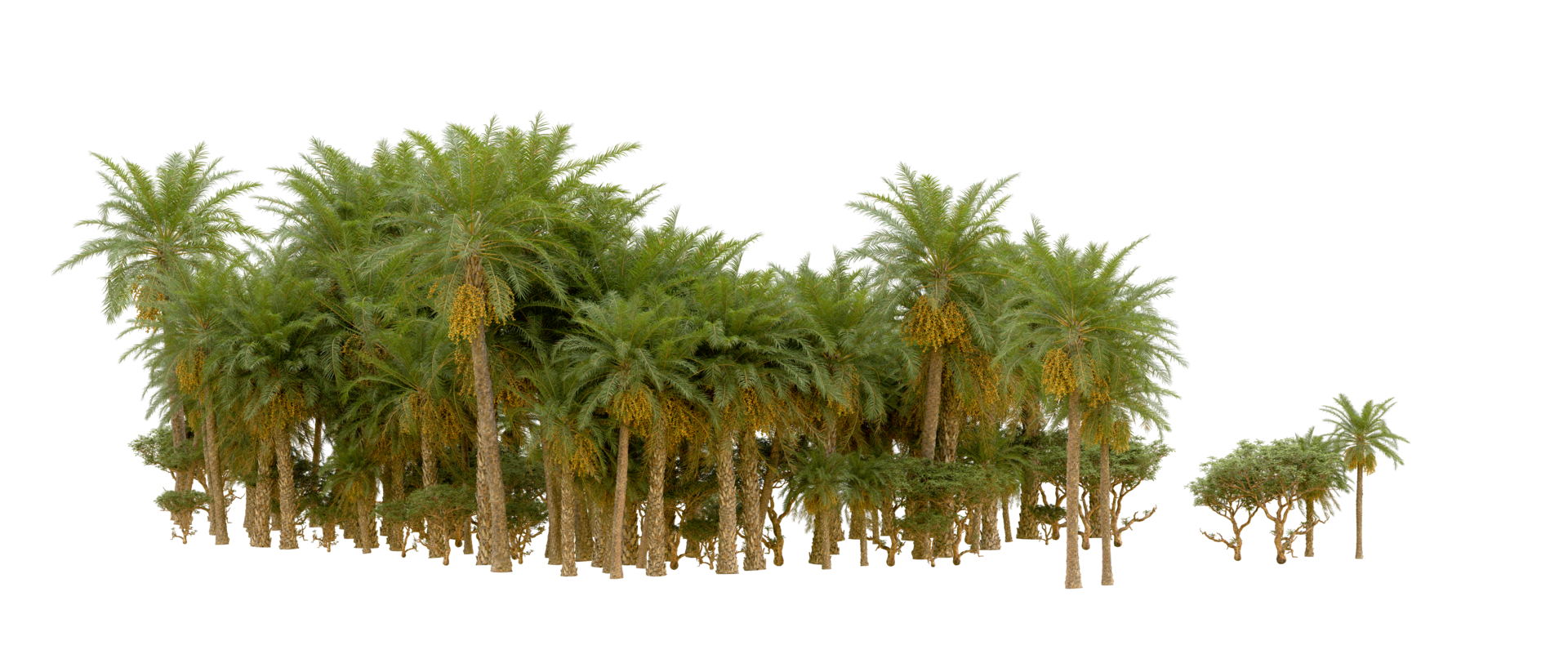 Green forest isolated on background. 3d rendering - illustration png
